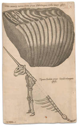 Un unicorn segons G. W. Leibniz (Protogaea, 1749)