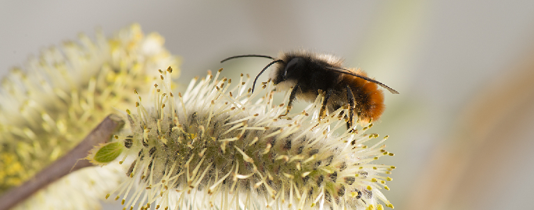 Génere Osmia tricornis sobre Salix, imatge de Luís Óscar Aguado sp_