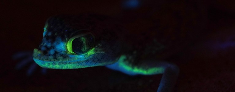 Gecko de les dunes sota llum UV. Imatge de Bernat Burriel