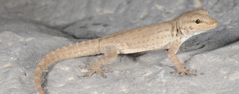 Exemplar de Pristurus Ali