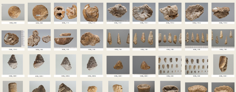 imatge de pantalla de la plataforma de PangeaDB on es veuen imatges d'exemplars de paleontologia