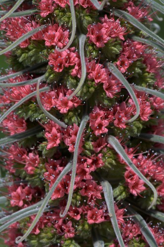 Detall de la inflorescècncia d'Echium wilpretii