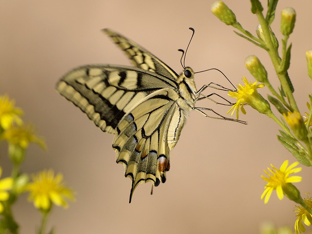 Papilio machaon-Flickr-Ferran_Turmo