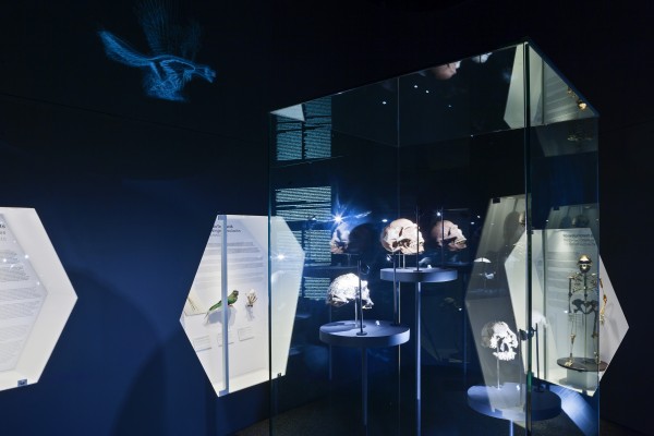 Illa de l'Evolució. Exposició Planeta Vida al Museu Blau
